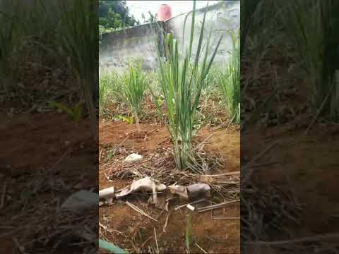 Bersihin serai dulu kita Guy's #tani #pertanian #kebun #shorts by Rumah Meow Igo™ Official