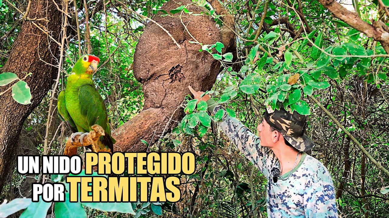 El raro NIDO de los COTORRITOS