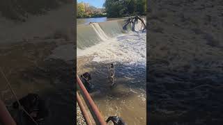 RACINE WISCONSIN- SALMON FISHING DAY!