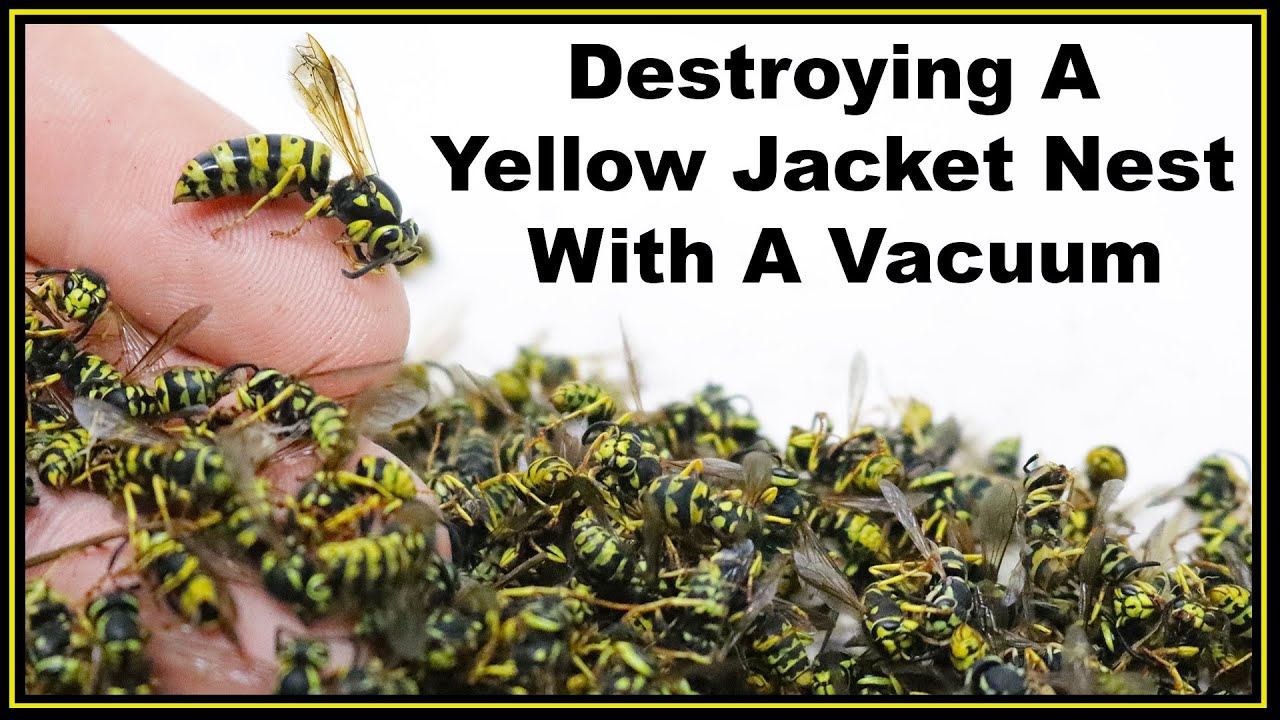 ground yellow jackets