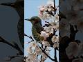 桜の中で出会った美しすぎる鳥たち🌸
