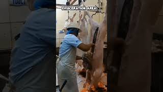 Slaughtering Working Video Contact No. 639653679153 Email Address Jovilletaripe
