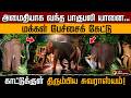அமைதியாக வந்த பாகுபலி யானை... மக்கள் பேச்சைக் கேட்டு காட்டுக்குள் திரும்பிய சுவராஸ்யம்! | PTD