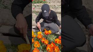 Ganito Lang Pala Kumuha tulips tulip japan fyp trending viral short trend for flowers