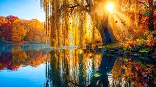 (No Ads) Soft Autumn Dreams 🍁 Gentle Fall Melodies to Release Tension & Embrace Inner Peace