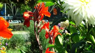 Samsung W880 AMOLED 12M HD video sample 5