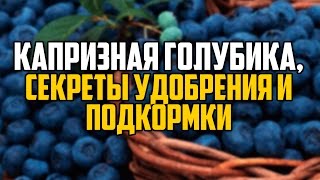 КАПРИЗНАЯ ГОЛУБИКА, СЕКРЕТЫ УДОБРЕНИЯ И ПОДКОРМКИ