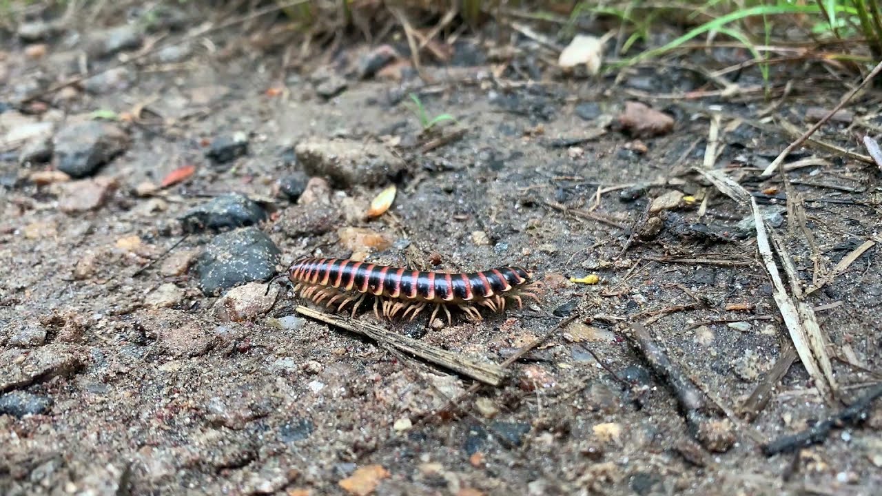 Sam Knob + Art Loeb Trail