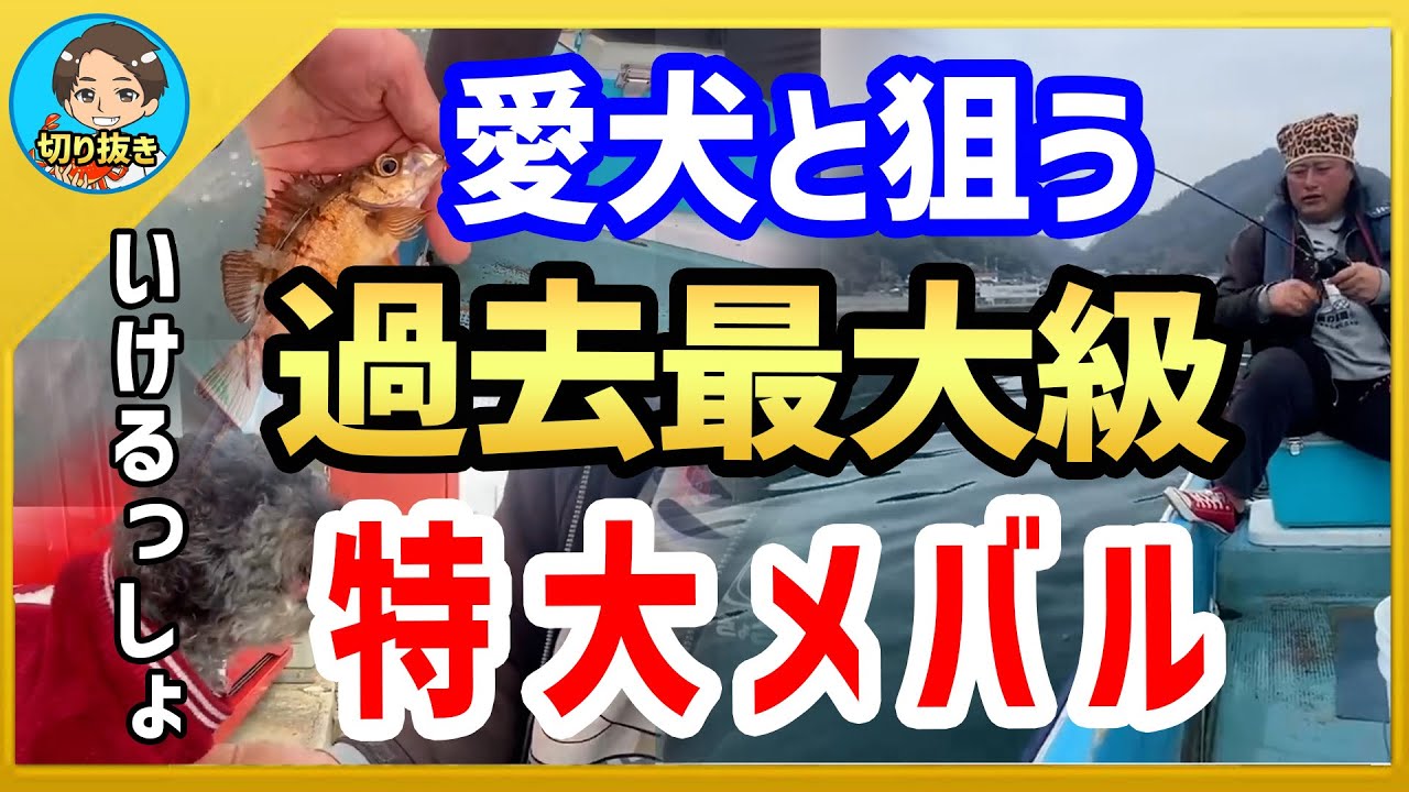 【漁師まさと】りゅーもんが愛犬と一緒に特大メバルを狙う！【釣り】【 瀬戸内 漁師】  【切り抜き fish fishing fisherman SETOUCHI 船 給料】