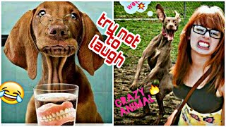 Funniest Cats😹 And  Dogs🐶 Try Not    To Laugh 😂  Best funny videos