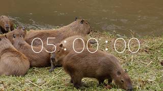 Famous 5 minute CAPYBARA countdown classroom timer with music Profile