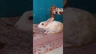 My Pet Kittu ♥️ || YTShort Funnyvideos Comedyvideos Short Cutepet ytshort || Swapnil Rathod ??