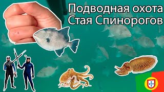 картинка: Укусил Спинорог! Не хватило опыта справиться со стаей рыбы! Охота в Португалии #подводнаяохота