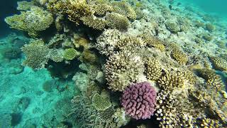 Sharm el Sheikh Red sea Hilton Sharks bay Egypt