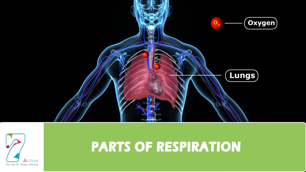 PARTS OF RESPIRATION YouTube