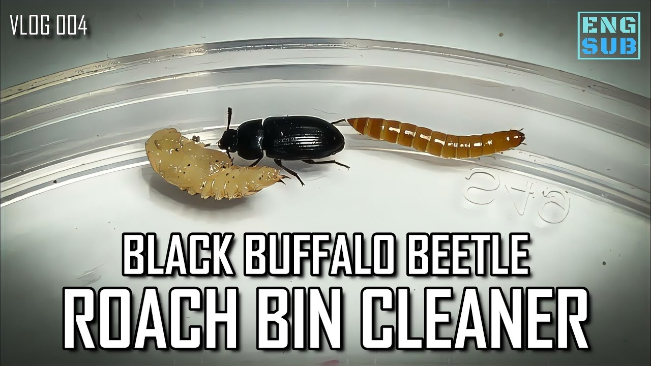 Black Buffalo Beetle Bioactive Roach Bin Cleaner YouTube