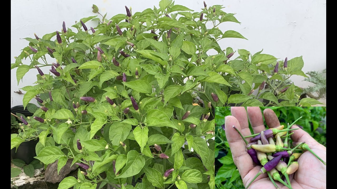 Cách đơn giản để tự mình Lai Tạo giống ớt mới | THÍCH TRỒNG CÂY TV