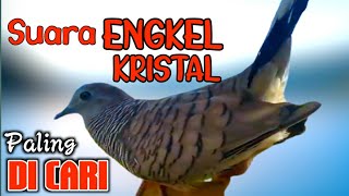 Suara ENGKEL perkutut lokal kristal pancingan perkutut paling di cari