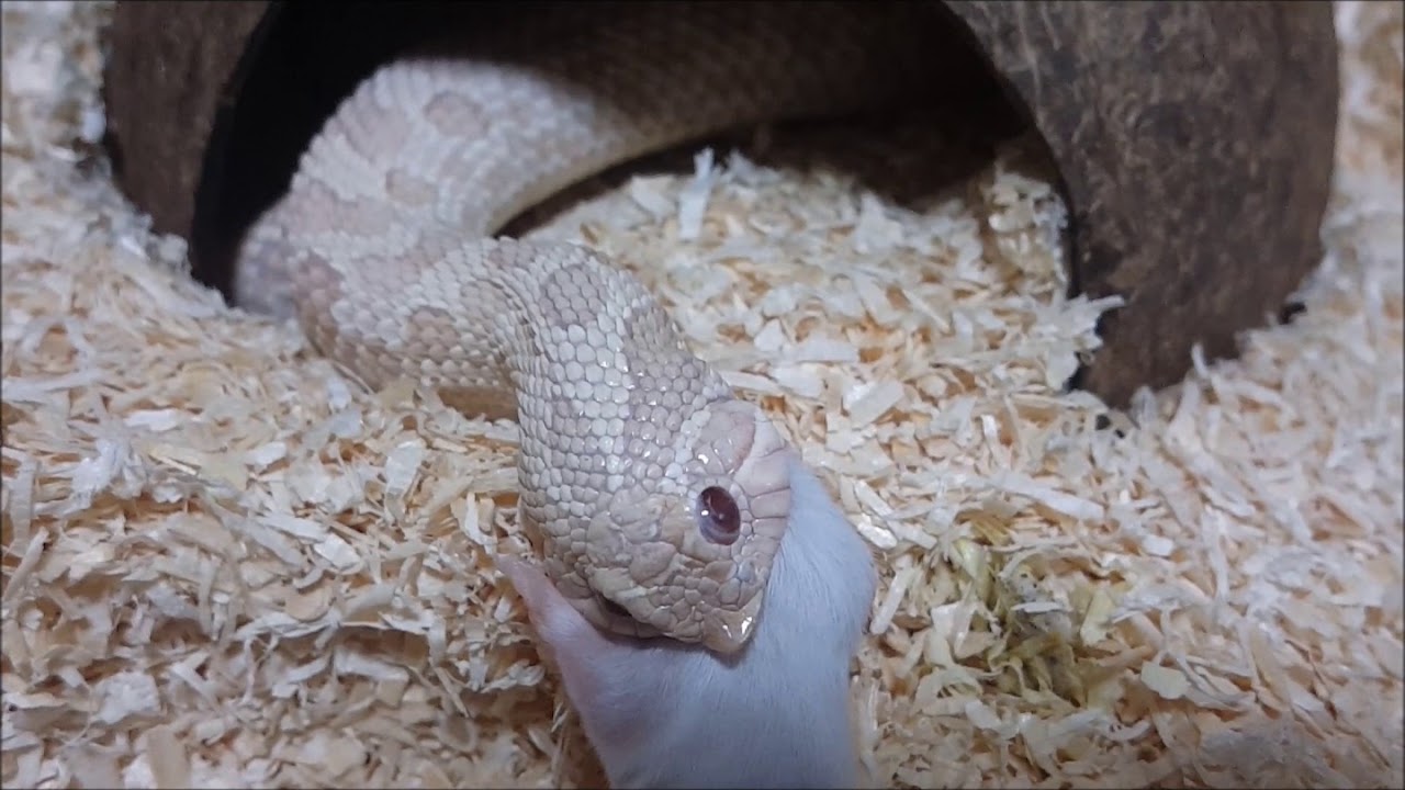 파충류샵 도마뱀 스노우 호그노즈 (돼지코뱀) 하퍼 피딩 (feeding video of my snow hognose )