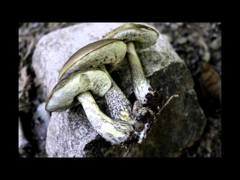 Vídeo: Quines Boletes Es Mengen En Diferents Països