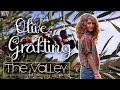 Grafting EASILY olive trees! All you need to know | Italy