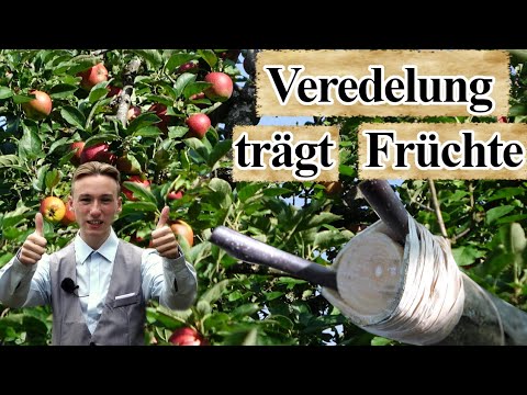 Video: Apple Tree Fruiting - Warum ein Apfelbaum keine Früchte trägt