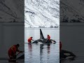 Whale Rescue Mission 🌊🐋#WhaleRescue #SaveTheOcean #MarineLife