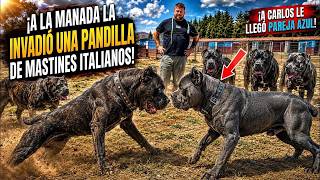 ¡La pandilla de Cane Corso cayó sobre la manada! A Carlos le llegó su compañera Blue