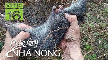 Nghề đi săn độc nhất ở Thủ đô | VTC16