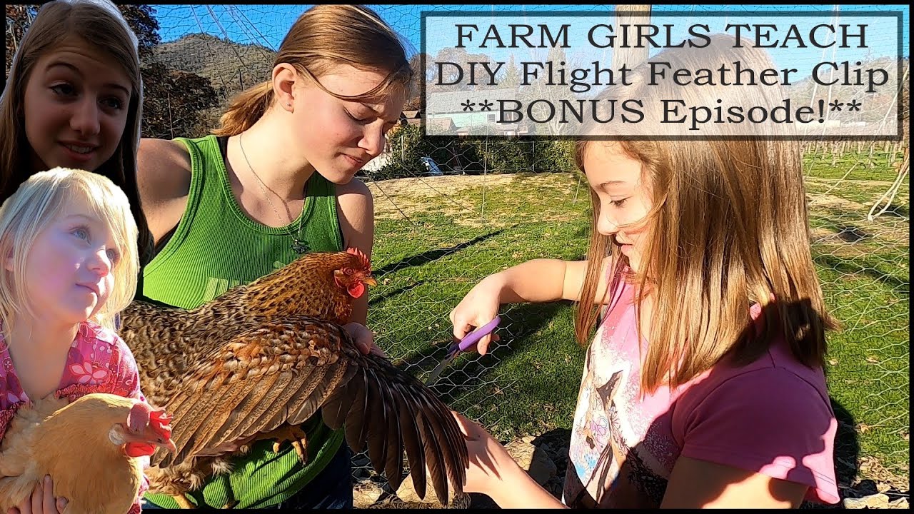 FARM KIDS show DIY Clip Flight Feathers for Chickens. *PALMERS PROGRESS