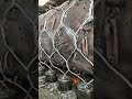 ODDLY SATISFYING! Watch Steel Wire Turn Into Fences in Seconds | 机器织铁丝网 #shorts #asmr #Factory