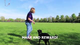 How to Teach Your Dog To Walk Nicely!
