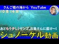 【石垣島の海】あと少し!ブランク明けシュノーケルで素潜りトライ!10月14日シュノーケリングツアーの動画