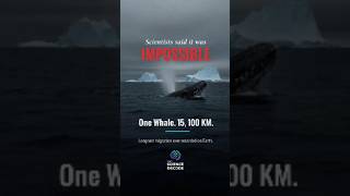 How this Whale broke a World Record #oceanlife #whale #shorts