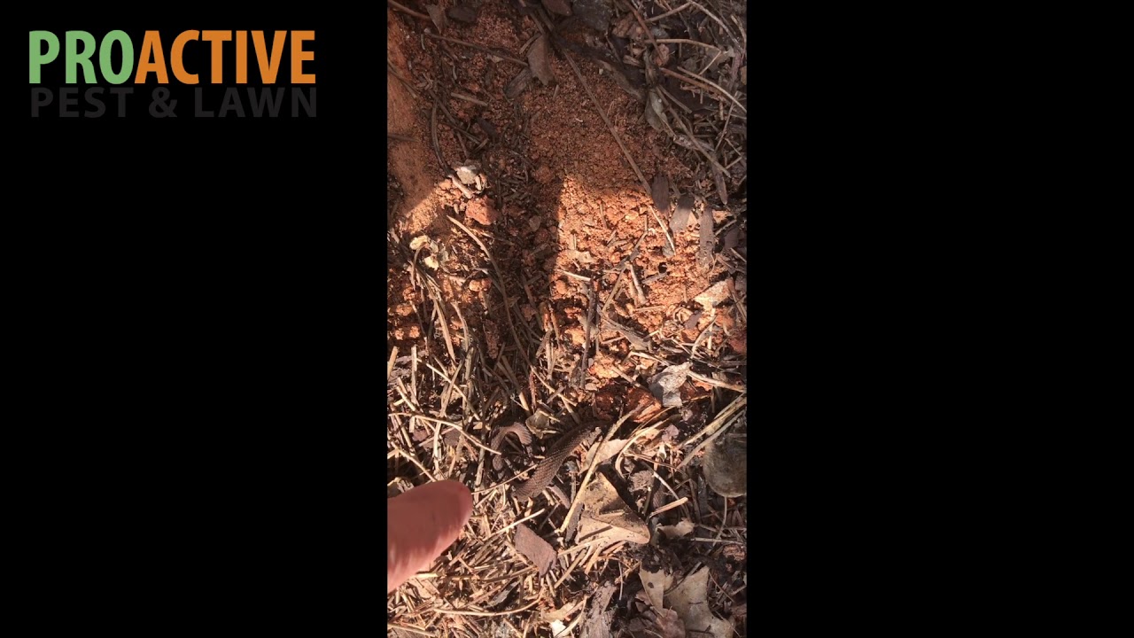 What do snake eggs look like?