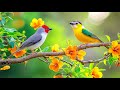 Birdsongрџ ЉпёЏрџ ЉпёЏрџ ЉпёЏ Piano Stress Melting Music For Your Workday Birdsongрџ ЉпёЏрџ ЉпёЏрџ ЉпёЏ Piano Stress Melting Music For Your Workday