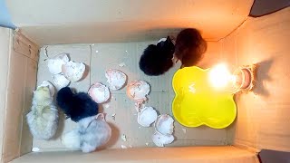 BEST Incubator For Chicken Eggs With 100% Efficiency | Chicken Hatchery | Chicken Egg Incubator