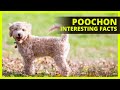 POOCHON BREED 101 | What you need to know about the Poochon breed