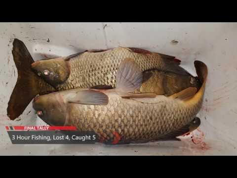 2018 Guelph Lake Carp Fishing, Ontario 