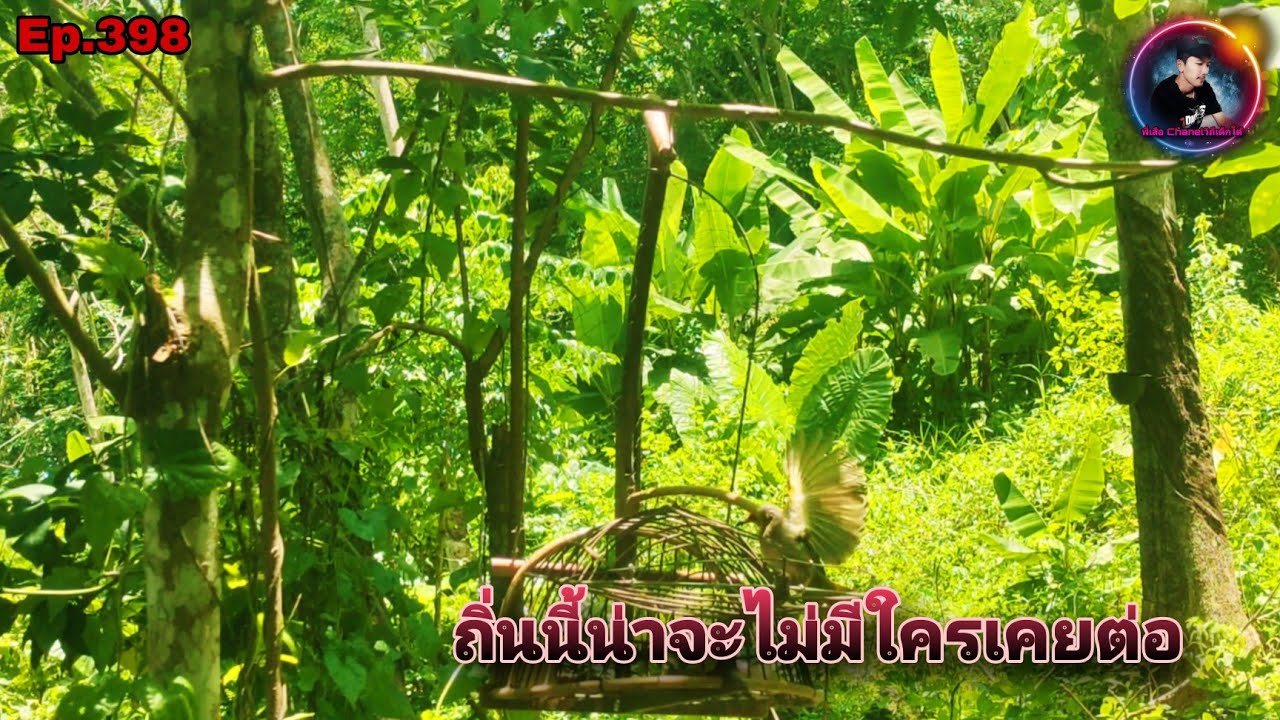 เสียงนกดอกแตงEp.398 ต่อนกที่ทำงานถิ่นนี้ไม่มีใครมาต่อ นกโครตแก่ป่า(Stripe-throated Bulbul)