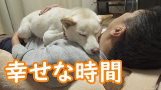 お腹の上で安心して眠る柴犬の姿に家族が幸せな気持ちになりました！【癒し】