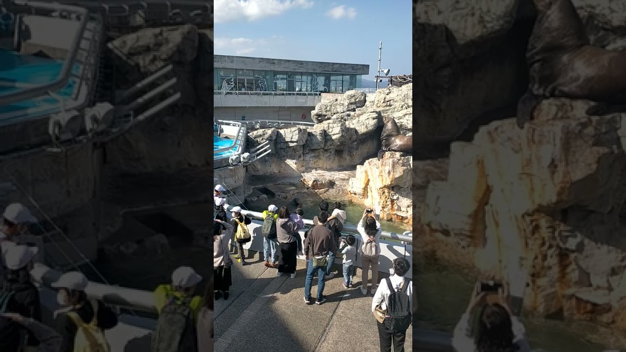 【うみたまご】2022年11月4日トドの玄太郎君の給餌風景