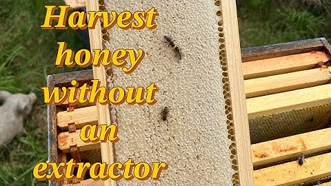 Harvest honey without an extractor: crush and strain
