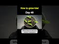 How To Grow Kiwi From Store Bought Kiwi How To Grow Kiwi From Store Bought Kiwi