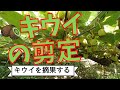 キウイ 剪定のコツ⑦ キウイの摘果 【ファームハウスみどり】