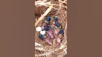 جمال صغار هذا العصفور لا يوصف 