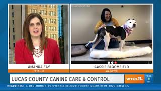 Lucas County Canine & Control: Meet Ancho! The 2-year-old boy is looking for a home | Your Day