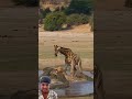 #chhotaalivlogs #loin