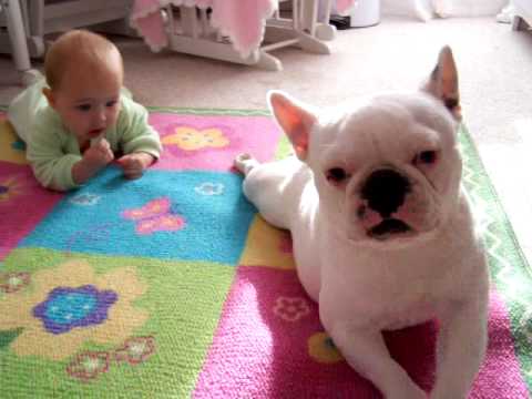 French Bulldog teaches baby to crawl