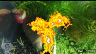 LET'S TALK ABOUT : Java Moss in Aquarium